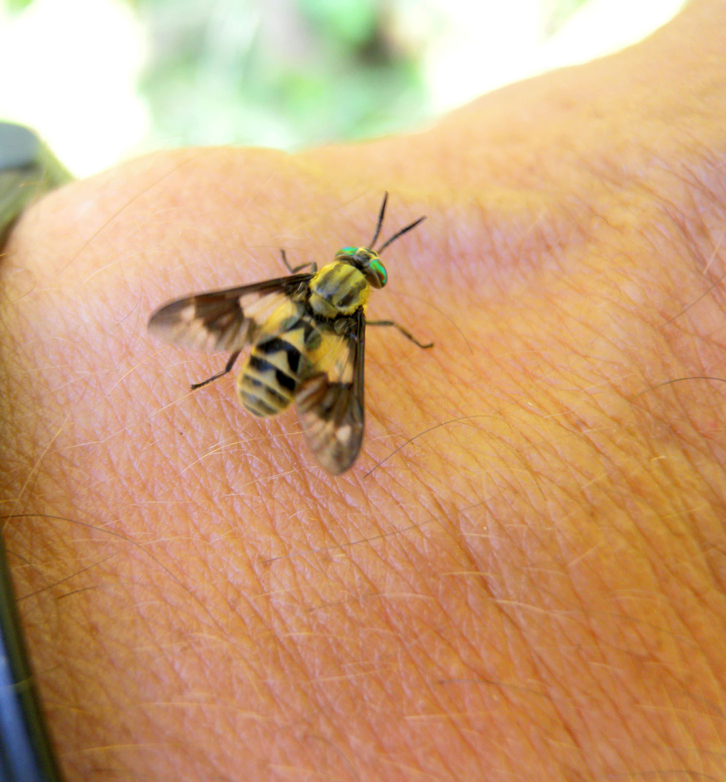 Tabanidae ?